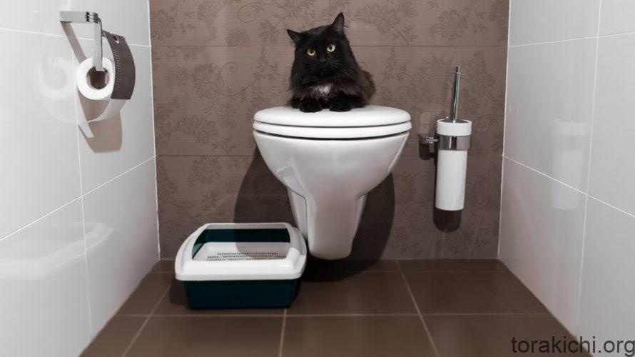 猫用システムトイレが便利！そのメリット・デメリットを紹介