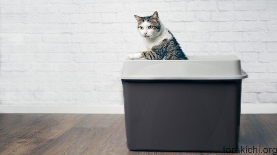 猫の全自動トイレの基本知識 メリットとデメリットも紹介 寅吉くんの猫ブログ