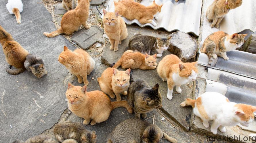 多頭飼いの秘訣とは 猫同士の相性 年齢差が大切 寅吉くんの猫ブログ
