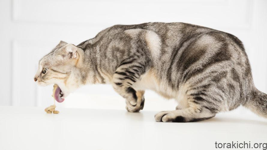 猫が吐いた!片付けや臭い消しはどうしたら良い?