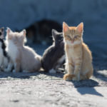 雑種猫の種類と性格傾向。あなたの愛猫はどんな子?
