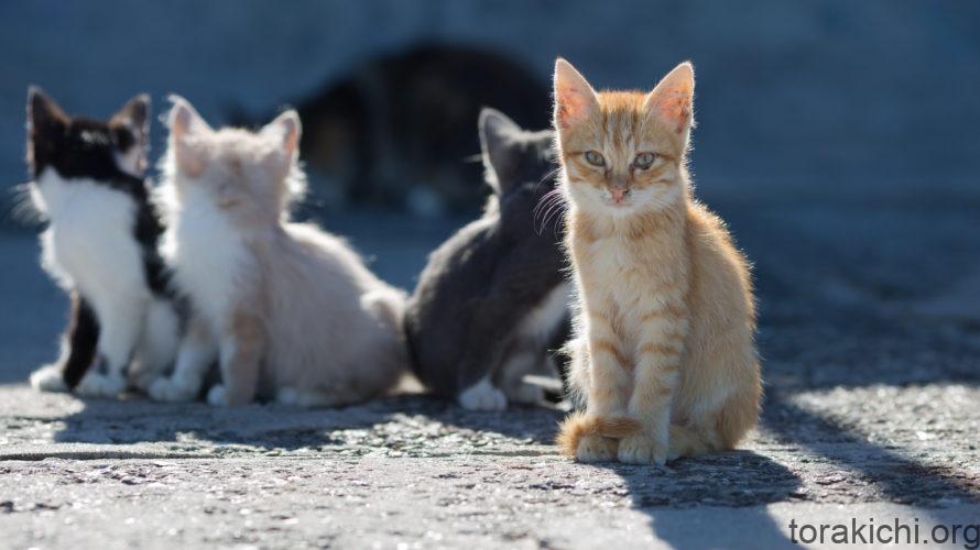 雑種猫の種類と性格傾向 あなたの愛猫はどんな子 寅吉くんの猫ブログ