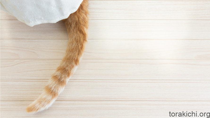 猫のしっぽによる感情表現。振り方で気持ちを読み取ろう