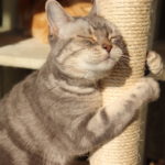 猫を飼う時の必需品?あると便利な猫グッズ紹介